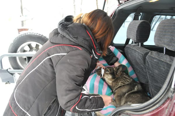 Спасённый на дороге в Свободном пёс не должен вновь стать бездомным. Новости