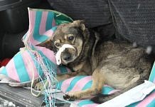 Спасённый на дороге в Свободном пёс не должен вновь стать бездомным