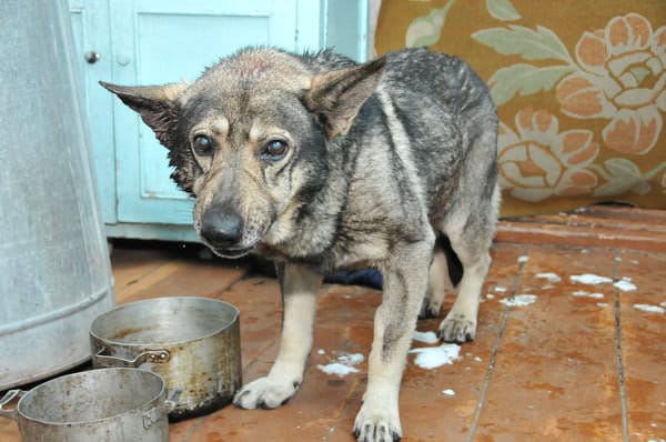 Спасённый на дороге в Свободном пёс не должен вновь стать бездомным. Новости