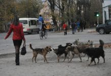 В России предлагают ввести обязательную регистрацию опасных собак