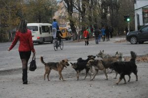 В России предлагают ввести обязательную регистрацию опасных собак