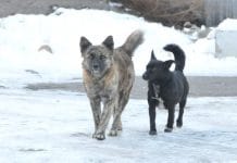 В Алтайском крае собака спасла жизнь двухлетнему ребёнку