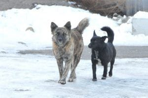 После скандала с живодёрками в Хабаровске начали массово убивать собак
