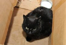 Чёрный кот второй день ждёт своих хозяев в офисе Свободненской типографии