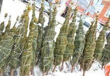 Более 15 тысяч новогодних ёлок заготовят для амурчан