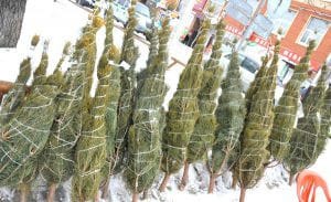 Продажа новогодних ёлок в Амурской области начнётся 5 декабря