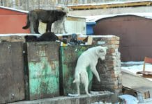 Прокуратура подтвердила выполнение администрацией Свободного контракта на отлов 8 безнадзорных собак