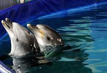 Юные амурчане получили в подарок от губернатора на Рождество сказочную встречу с дельфинами