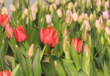В Свободном к 8 Марта вырастили 10 тысяч тюльпанов!