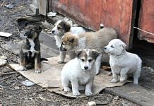 В Свободном 14 щенков, переживших холода в гаражах, ищут дом и хозяев