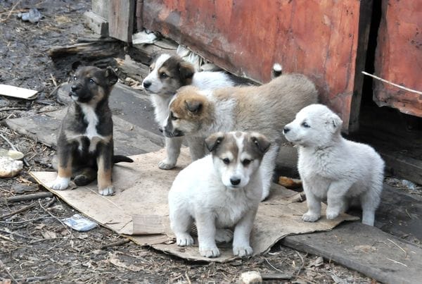 В Свободном 14 щенков, переживших холода в гаражах, ищут дом и хозяев. Новости