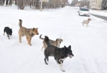 В Свердловской области охотничьи собаки насмерть загрызли малолетнего ребёнка