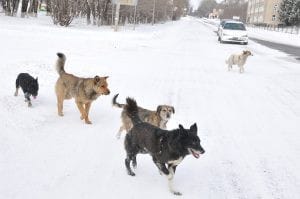 В Свердловской области собаки насмерть загрызли малолетнего ребёнка