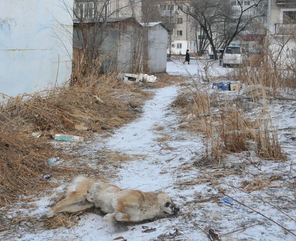 Массовая травля собак в Свободном несёт угрозу и здоровью жителей города. Новости