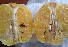Житель Свободного съел килограмм апельсинов и в последнем фрукте обнаружил червей