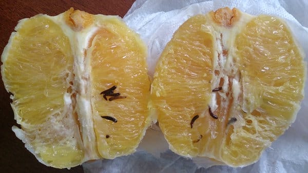 Житель Свободного съел килограмм апельсинов и в последнем фрукте обнаружил червей. Новости