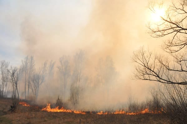 Единственный лесной пожар в Свободненском районе не угрожает соседнему селу. Новости