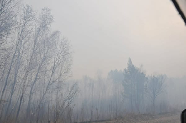 Жители горевших свободненских сёл винят в пожарах лесорубов. Новости