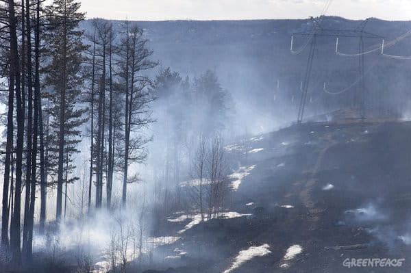 В «Гринпис России» заявили о катастрофических пожарах в Амурской области. Новости