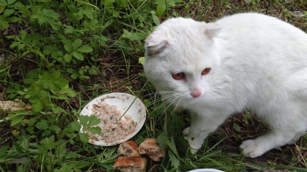 В селе недалеко от Свободного ждёт хозяев потерявшийся кот. Новости