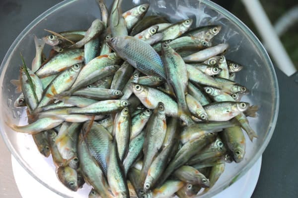 Тринадцатое первенство Свободного по рыбной ловле на Листвяном прошло без клёва. Новости