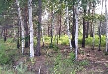 13 случаев незаконной рубки леса выявлено в Свободненском районе
