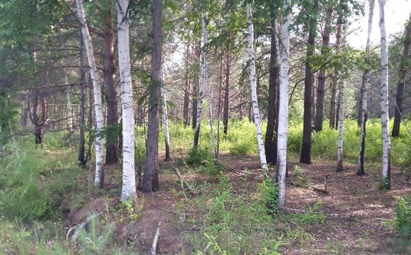 13 случаев незаконной рубки леса выявлено в Свободненском районе. Новости