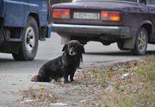 Кого уже почти месяц ждёт чёрный пёс на перекрёстке в Свободном?