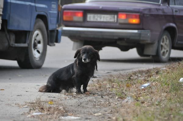 Кого уже почти месяц ждёт чёрный пёс на перекрёстке в Свободном?. Новости