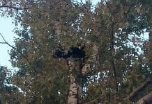 Фото медведя на дереве добралось и до Свободного!