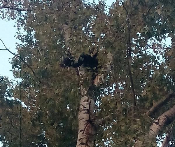 Фото медведя на дереве добралось и до Свободного!. Новости