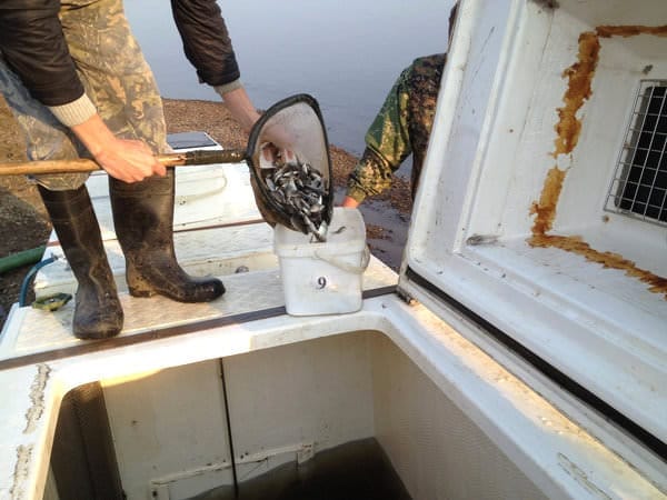 200 тысяч мальков ценных рыб переселились из Хабаровского края в реку Зея. Новости