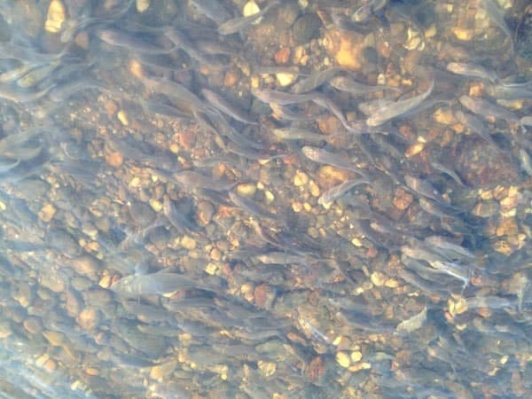 200 тысяч мальков ценных рыб переселились из Хабаровского края в реку Зея. Новости