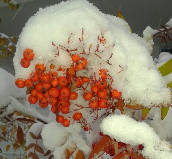 Свободненцы радуются тёплым осенним дням, а на севере Амурской области вновь выпал снег. Новости