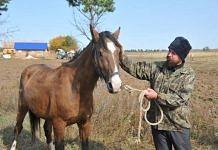 Поселившимся около Свободного староверам из Уругвая подарили лошадей