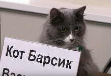 Сотрудником строительной компании в Перми впервые стал кот