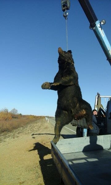 Опасные встречи с медведями на трассах Амурской области становятся всё чаще. Новости