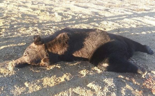 Опасные встречи с медведями на трассах Амурской области происходят всё чаще. Новости