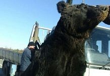 Опасные встречи с медведями на трассах Амурской области происходят всё чаще