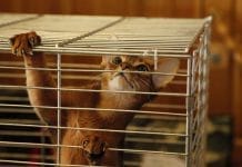 Живодёрам в России теперь может грозить до пяти лет тюрьмы