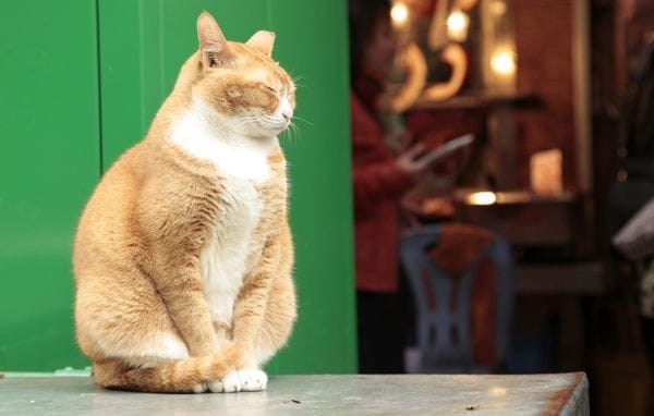 Жестокость по-азиатски: судьба кошек и собак в Китае