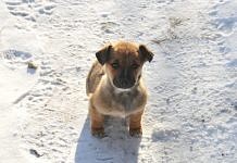 Свободненцы спасли замерзавшего на дороге щенка и ищут ему добрых хозяев