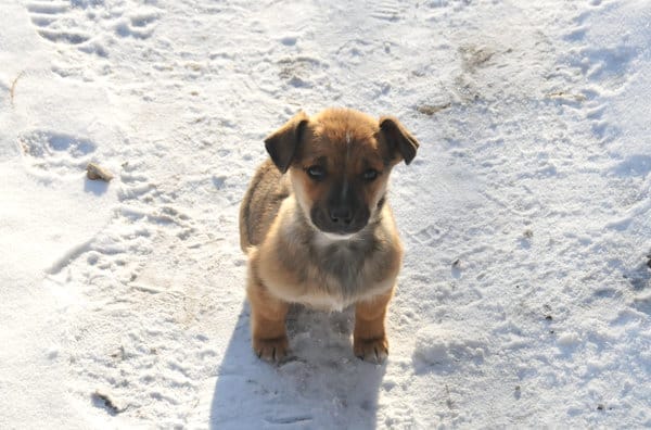 Свободненцы спасли замерзавшего на дороге щенка и ищут ему добрых хозяев. Новости