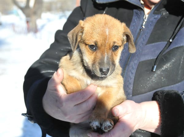 Свободненцы спасли замерзавшего на дороге щенка и ищут ему добрых хозяев. Новости