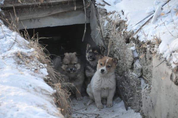 Свободненцев просят спасти замерзающих на улице щенков. Новости
