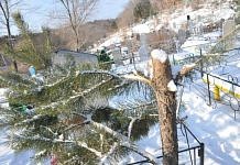 Накануне Нового года в Приамурье усилили охрану хвойных деревьев