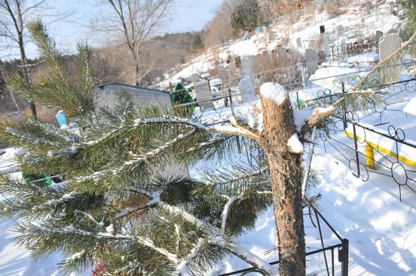 Накануне Нового года в Приамурье усилили охрану хвойных деревьев. Новости