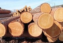 Дальневосточные таможенники возбудили 46 уголовных дел по контрабанде древесины в Китай