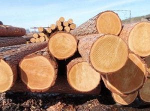 Дальневосточные таможенники возбудили 46 уголовных дел по контрабанде древесины в Китай