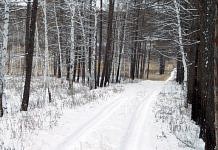Житель Свободненского района ушёл в лес после ссоры с близкими и заблудился